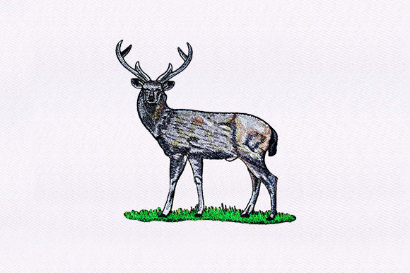 White Tailed Deer Design Review